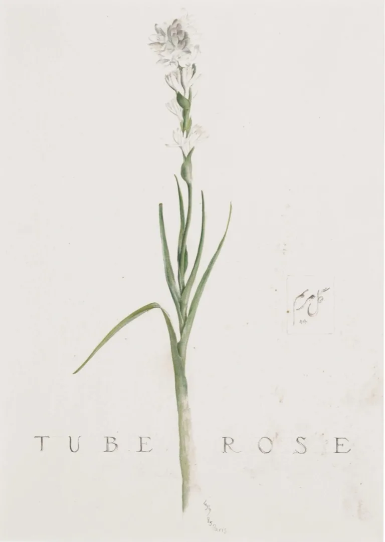 Leyly Matine Daftary - Drawing (Still Life (Tube Rose), 1985)